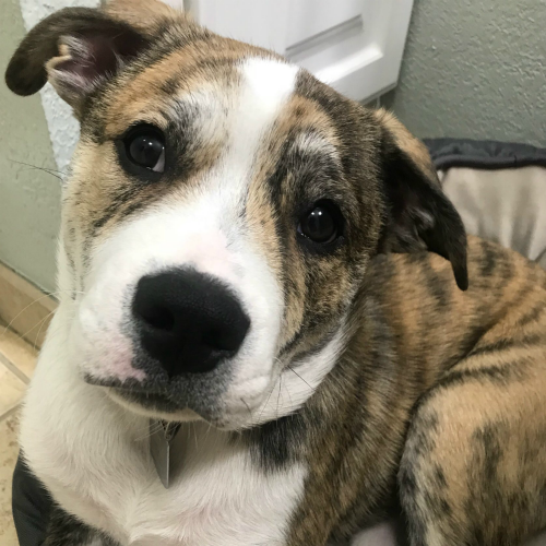 brandirwebster's tweet photo. My human has the best tug-a-war rope. It's attached to her head. I don't understand why she doesn't like it when I choose to play with it. #adoptdontshop #loveamutt #playtime #obsessedwithhair #doglife https://t.co/r6WRmRieJc