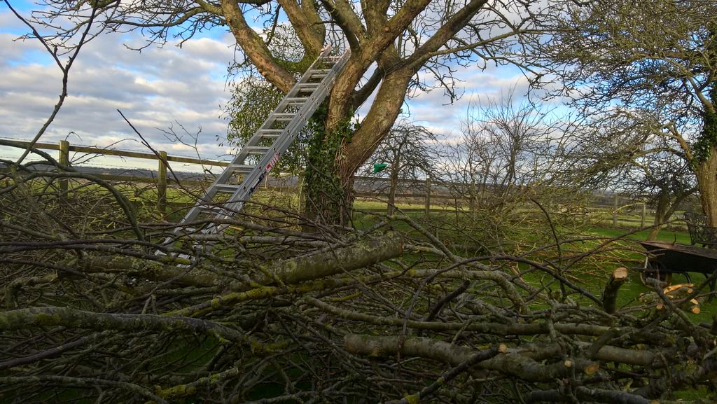 SallyNex's tweet photo. I've been up a tree most of today, doing a bit of renovation pruning on a very overgrown, very old cooking apple. There was a wee bit of clearing up to do afterwards... #timeforabonfire https://t.co/9zV9BY6XQ1