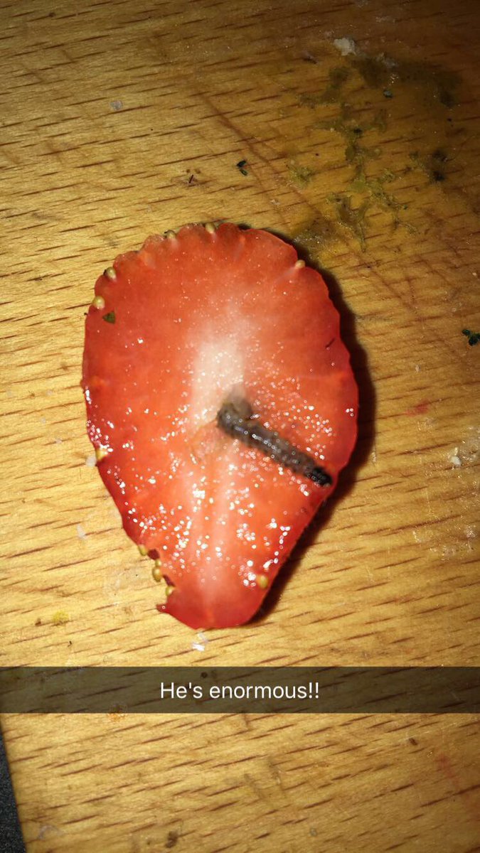 elligarnett's tweet photo. @Tesco I know I need more protein in my diet but seriously.... 😷😷😷🐛🐛🐛 https://t.co/pjkTeIa31j