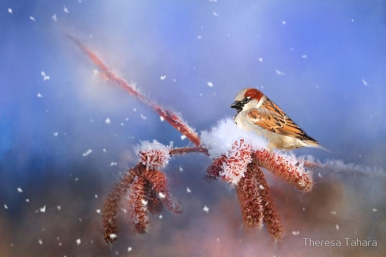 TheresaTahara's tweet photo. Sparrow in Winter https://t.co/r3MIwkB4PA art for sale. This sweet little guy is waiting for the snow to stop. #birds #birdlovers #giftideas #sparrow #winter #phonecase #wallart #fleecethrows https://t.co/lktNtjkRBt