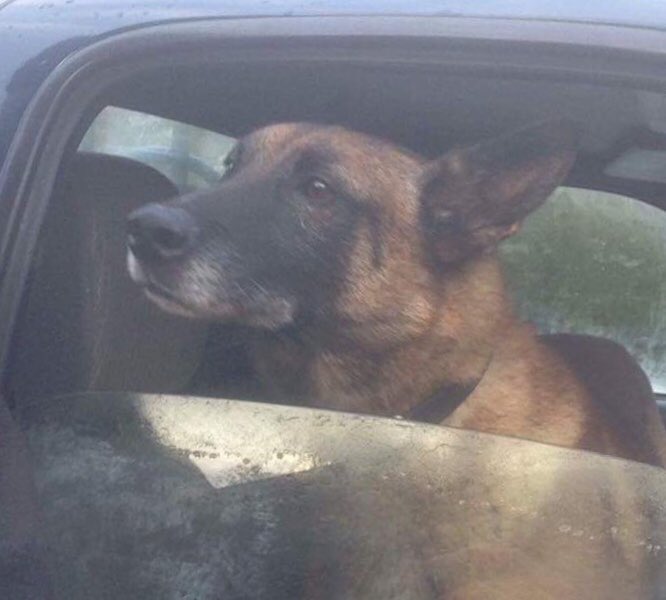 Stolen&Missing Pets tweet media