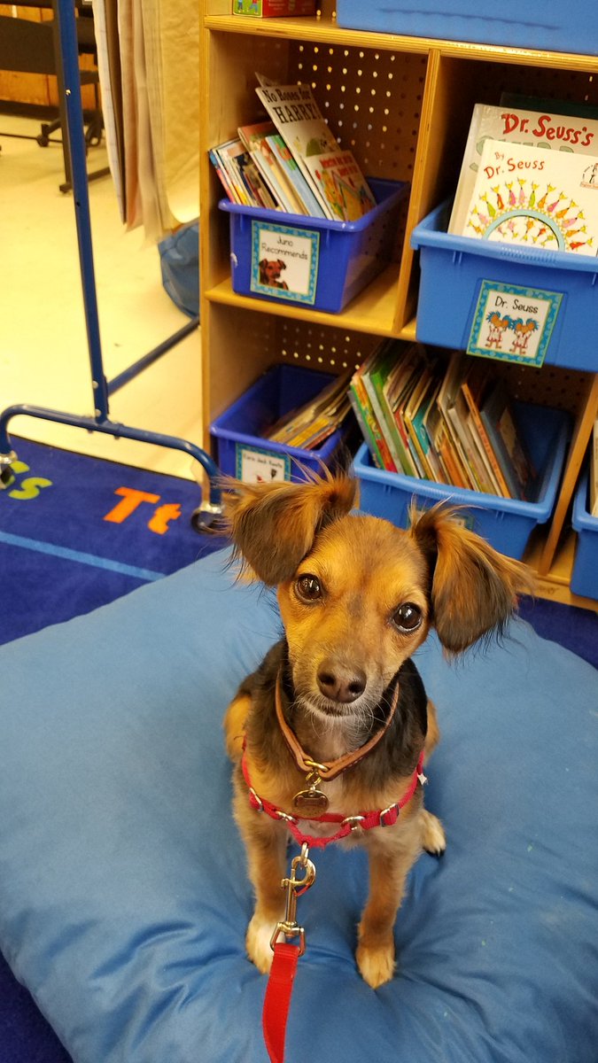 Juno, posing with her new book bin in the K-100 library, brimming with books featuring dogs! <a href="/Juno76Q/">Juno</a> #76Learns