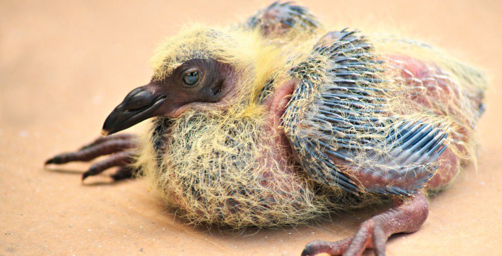 jordynnwright's tweet photo. you wanna know why you never see baby pigeons??? this is why https://t.co/SfOExSK3L6
