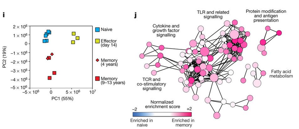 mmw_lmw's tweet photo. #AntigenSpecific #MemoryT cells in Humans | Transcriptional changes associated Effector to Memory Transition | RafiAhmed @EmoryUniversity @nature https://t.co/ogJJbKweUs https://t.co/TZJq0o4huA