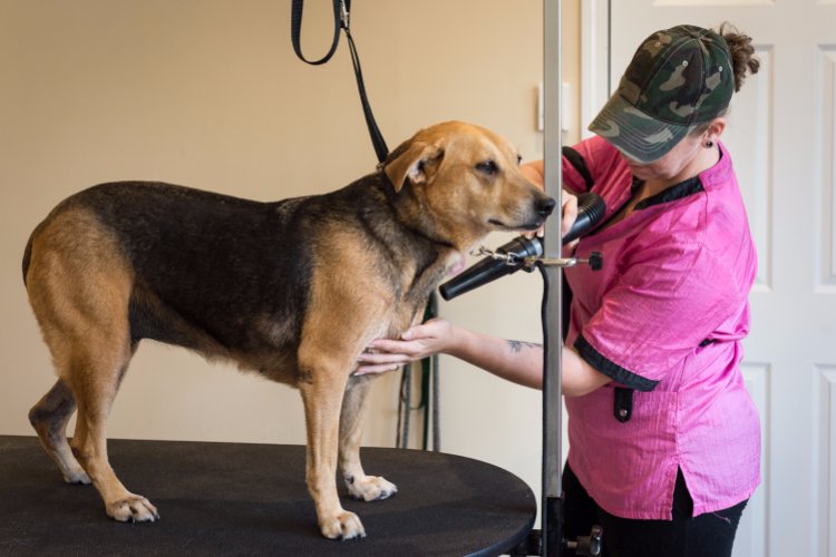 Canine Clips Salon (canineclipsalon) Twitter