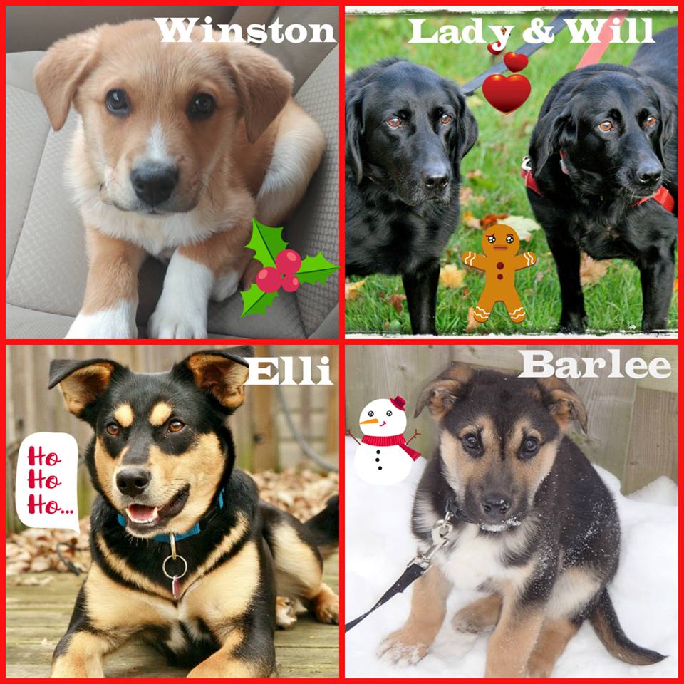 ARFAnimalRescue's tweet photo. Need some holiday love? Come out to the @children_museum tomorrow from 10 - noon and meet our adoptable puppies and dogs!! Tail wags and furry kisses are NO CHARGE :) ARF volunteers will be on hand to answer all your questions. Hope to see you there! https://t.co/9nJ0JaVj1M