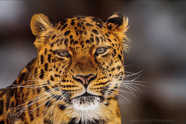 Printique_lab's tweet photo. Ready to go on a safari in your own backyard? #Photographer @JessicaKirste shows us how visiting the local zoo is the perfect place to start! 👉 https://t.co/V2uBLQG1p6 https://t.co/VuLuZNFUWf