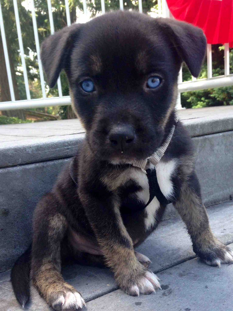 half pitbull half husky