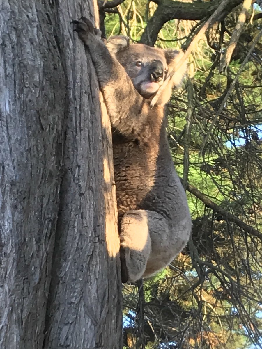 A visitor at the dairy this morning . Australia, what a great country to live in. Enjoy the weekend