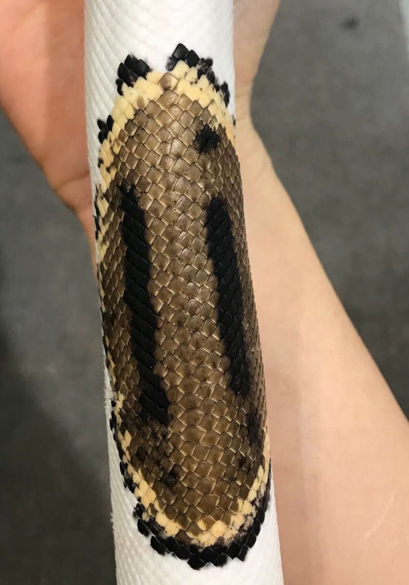 East_Bay_Viv's tweet photo. Gorgeous Piebald Ball Python with a unique “equal sign”saddle $499.00 https://t.co/ymxrY13jLj