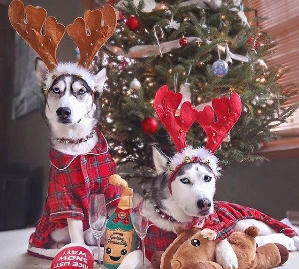 Don't forget your furry family members! 🐶🐱 Shop <a href="/Petco/">Petco</a> #FreeShippingDay! bit.ly/2yOO26J