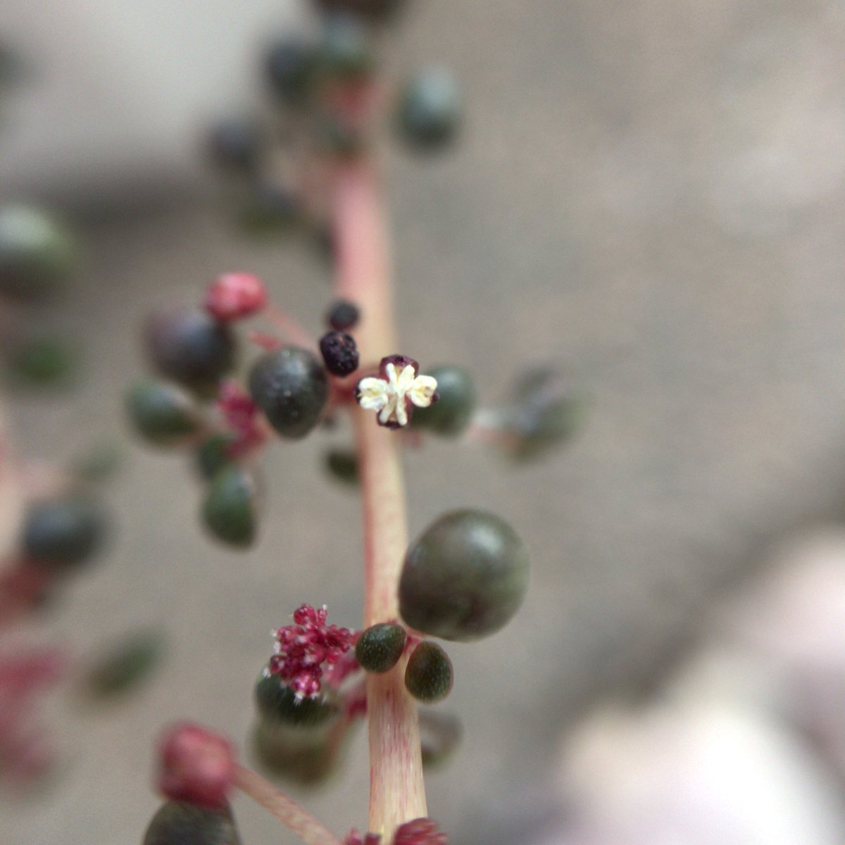 kabutoganijon1's tweet photo. Pilea serphyllacea 'Globosa'
ピレア グロボーサ
和名 露鏡
葉が丸く、下半分は透明で可愛い。
白い部分が花なのだろうか？
初めての冬越し頑張ってほしい。(^-^) #多肉植物 #Succulent #ピレア #Pilea #グロボーサ #serphyllacea _Globosa https://t.co/KXUE3ZnfX5