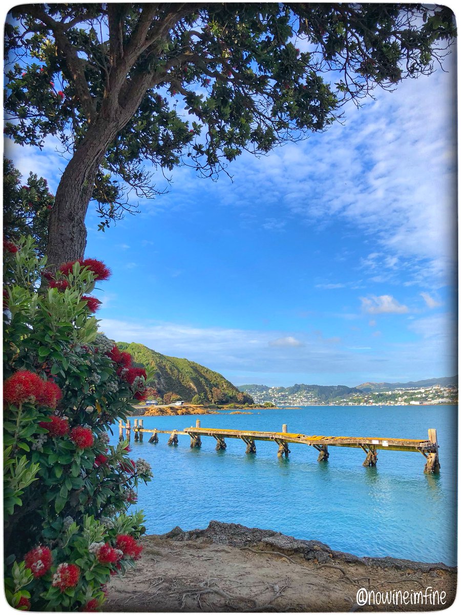 NoWineImFine's tweet photo. Good Saturday morning 🤗🎄🌏❤️ Invigorating 8k walk to kick start the weekend! Have a good one, friends. #Wellington #Pohutukawa #CabbageTree #KiwiChristmas #recoveryposse #ChristmasTree #WhyWellington #NewZealand https://t.co/7HsyGiWcqC