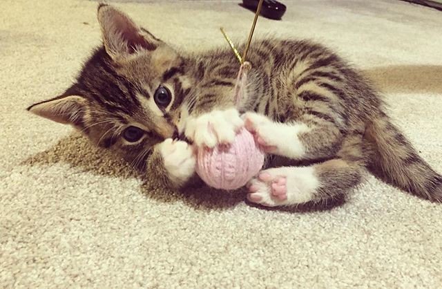 BauToFocus's tweet photo. Reposting @babycattheo:
#bautofocus #animali #4zampe #pets #animalidomestici #cani #gatti #catoftheday #instacats #petsgram #catsgram https://t.co/mTEt9uFAbz