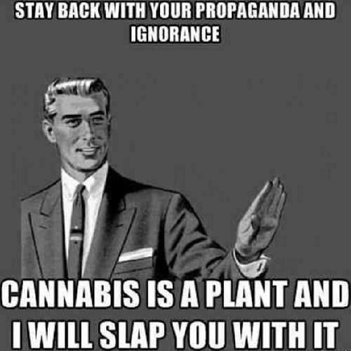 #Cannabis: 'Stay back with your propaganda and ignorance...' 🍃