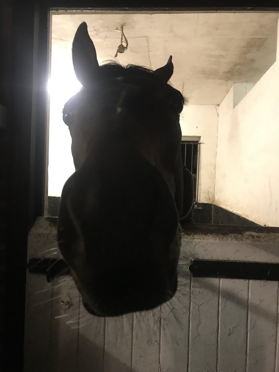 LisaCook1210's tweet photo. Whoβs going to @HerefordRaces tomorrow? @littlerainbird looking forward to meet you #Rayvin #picasso #buddies #racing https://t.co/AI4DC51buz