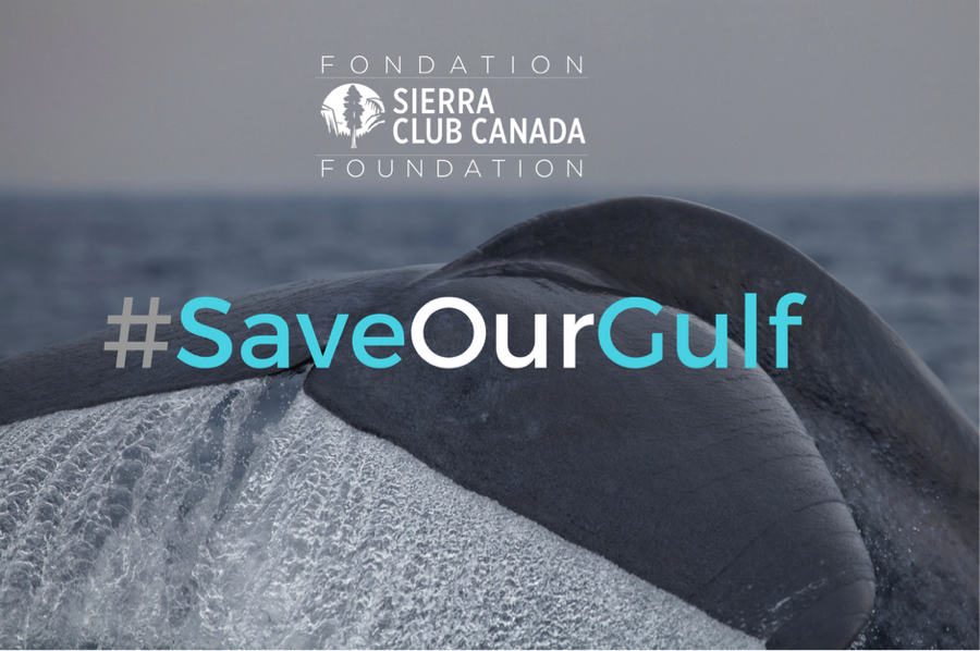 SierraClubCan's tweet photo. Important update on #SaveOurGulf court challenge this week. https://t.co/fzcfAb7E6K #WHALES @ecojustice_ca https://t.co/u5JscRISdu