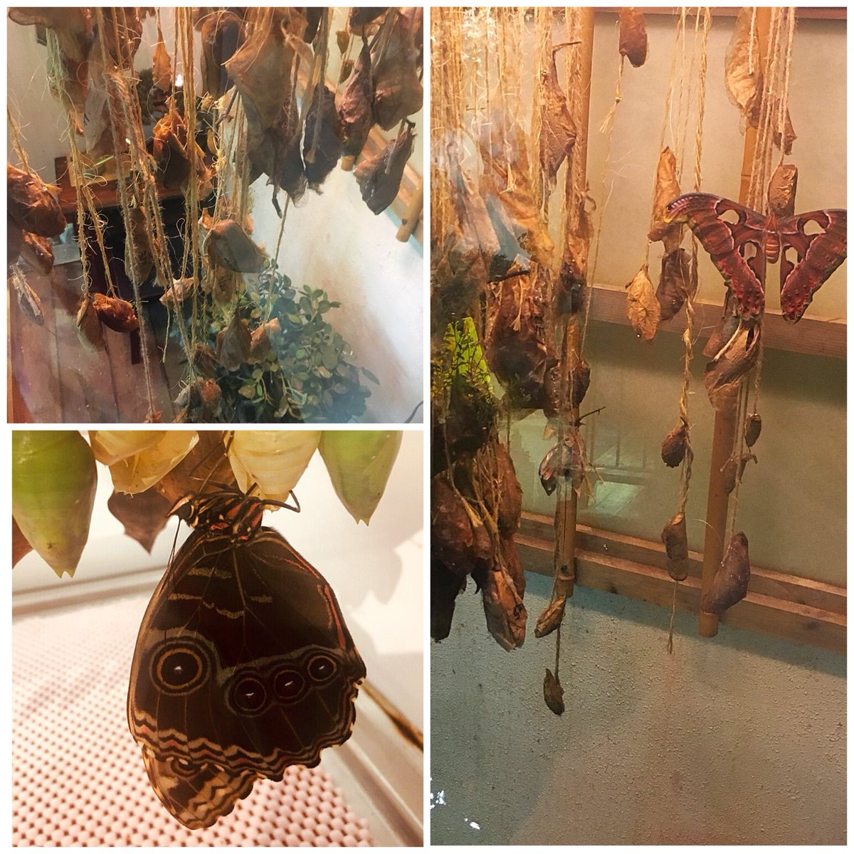 Emerging: pupa nest inside chrysalis and become a butterfly. #scicomm #insects <a href="/AudubonNature/">Audubon Nature Institute</a>