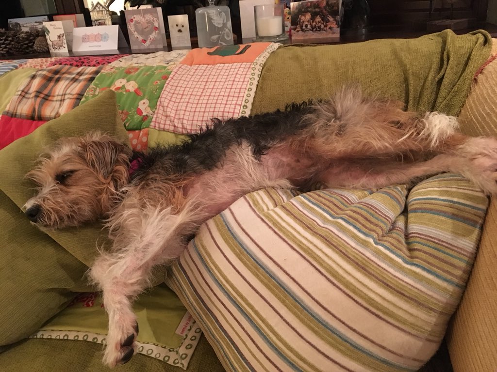 <a href="/BorderTeddyer/">Sir Wilbur (CBE) 😊🐶</a> <a href="/ThomasATerrier/">Lord Fergus the Fearless</a> Briar feeling giddy #BTxmas