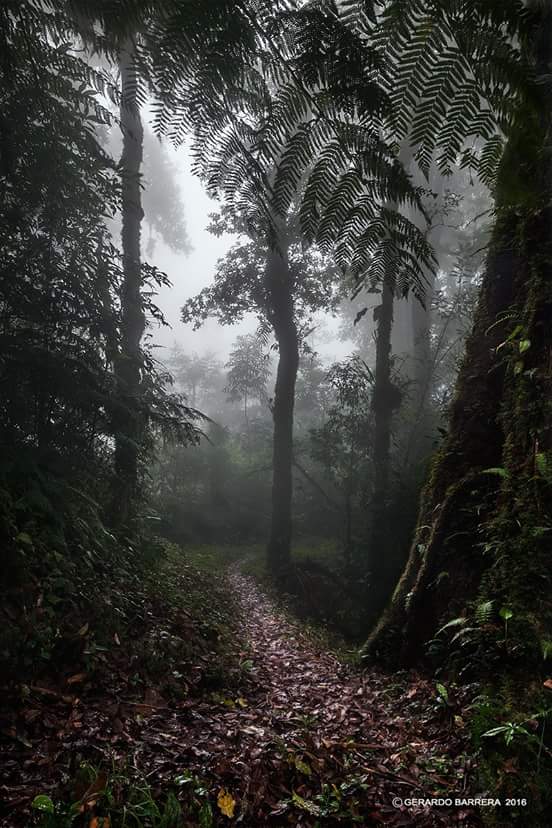 On the sidewalks  of the El Triunfo Reserve