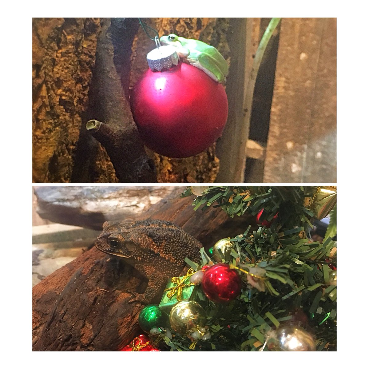 It’s an amphibious Christmas! Do you know the difference between a frog and a toad? 🐸 #scicomm #science <a href="/AudubonNature/">Audubon Nature Institute</a>