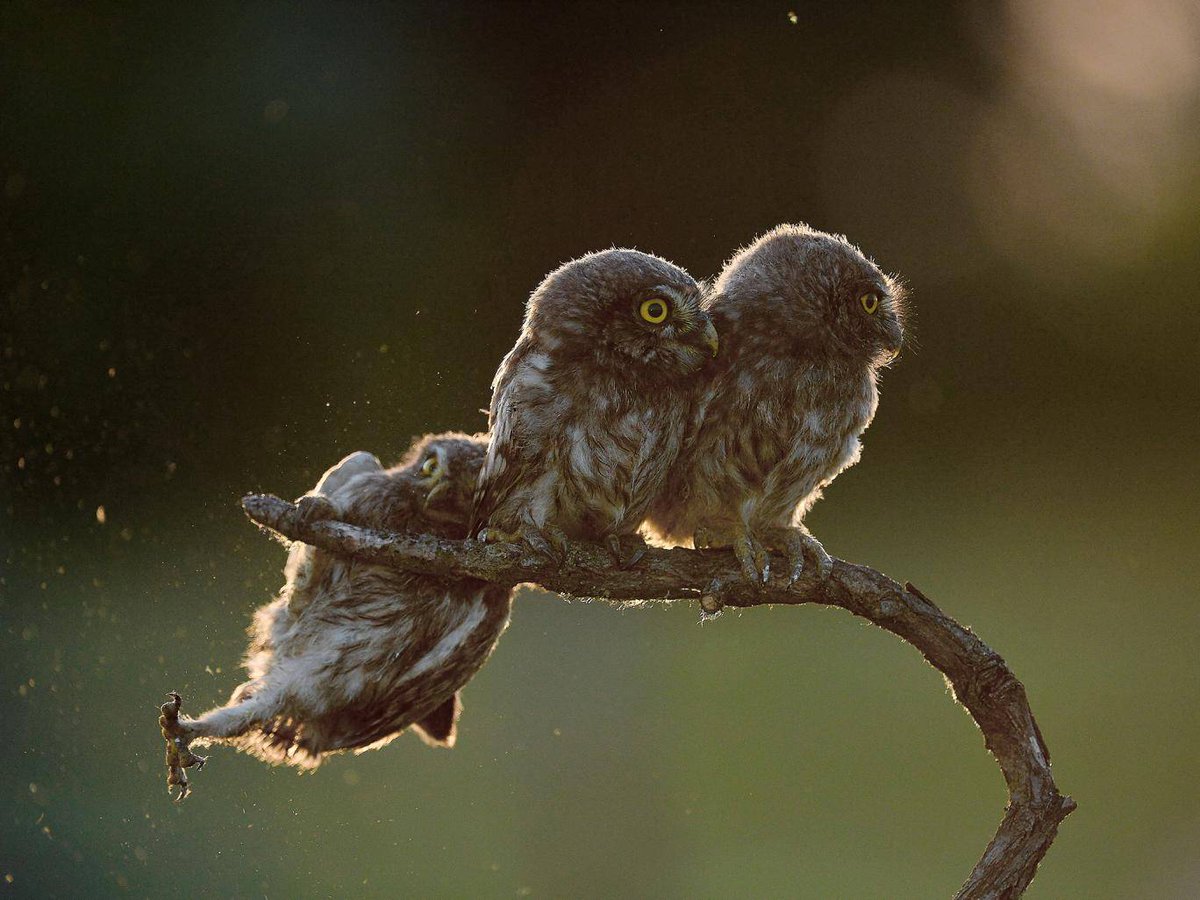 Independent's tweet image. This photo just won an award for being the most hilarious wildlife photo of 2017 independent.co.uk/environment/co…