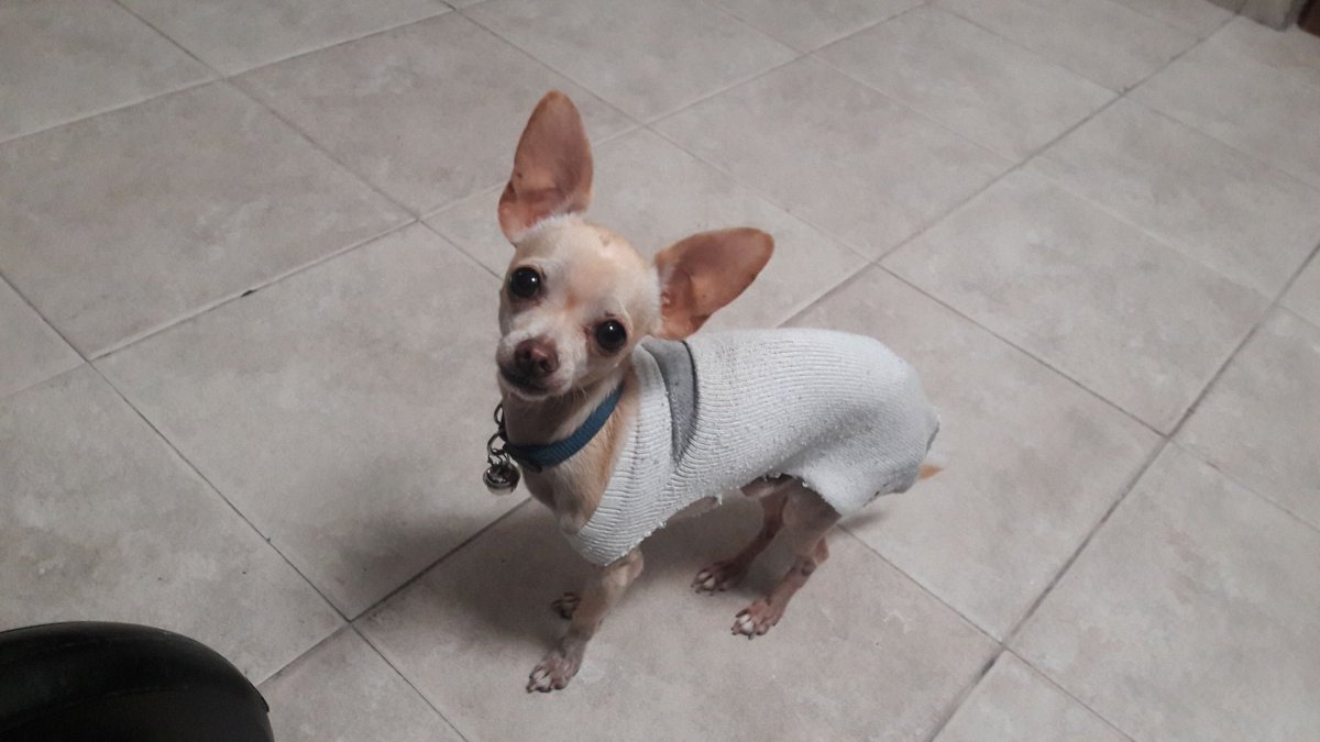 Desventaja de que tu perro sea pequeño: no encuentras cosas para el en todos lados porque no le quedan.
Ventaja: los calcetines son ropa para el frio.