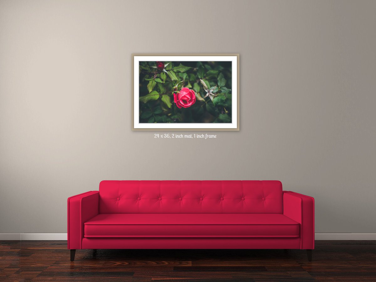 chiaraphoto's tweet photo. MY #picture in YOUR #home <3
©Chiara Cattaruzzi
#artPrint #sofa #diningRoom #rose #floralImage #flower #roseGarden #HomeSweetHome #homedecor #homedesign #stampa #quadro #casaDolceCasa #divano #salotto #soggiorno #relaxCorner #art @shootandsell #homeIdeas #Accessories #naturelover https://t.co/aWOfbUkKIn