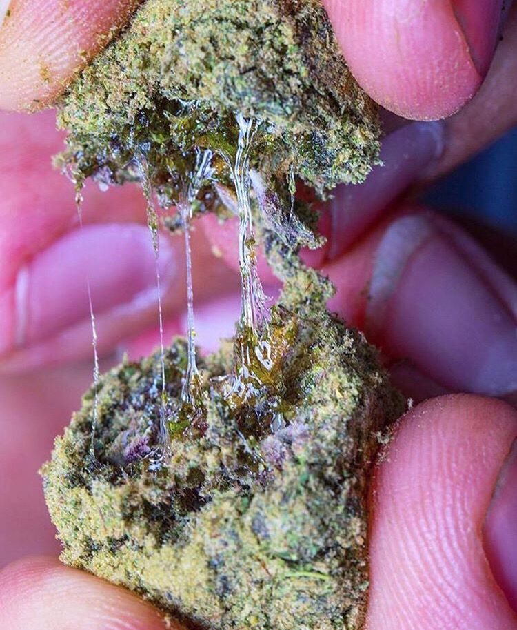 Смолистая шишка марихуаны как вырастить марихуану на открытом грунте