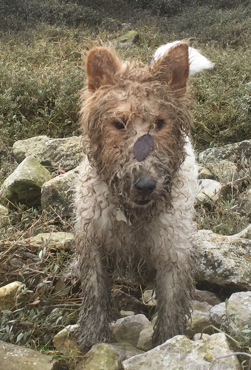 chris towers tweet media