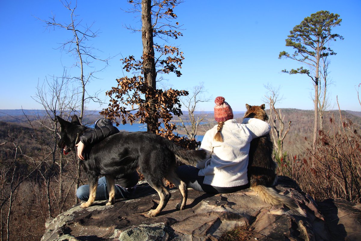 mojojoint's tweet photo. #dogs https://t.co/cgZUE9Bbxe