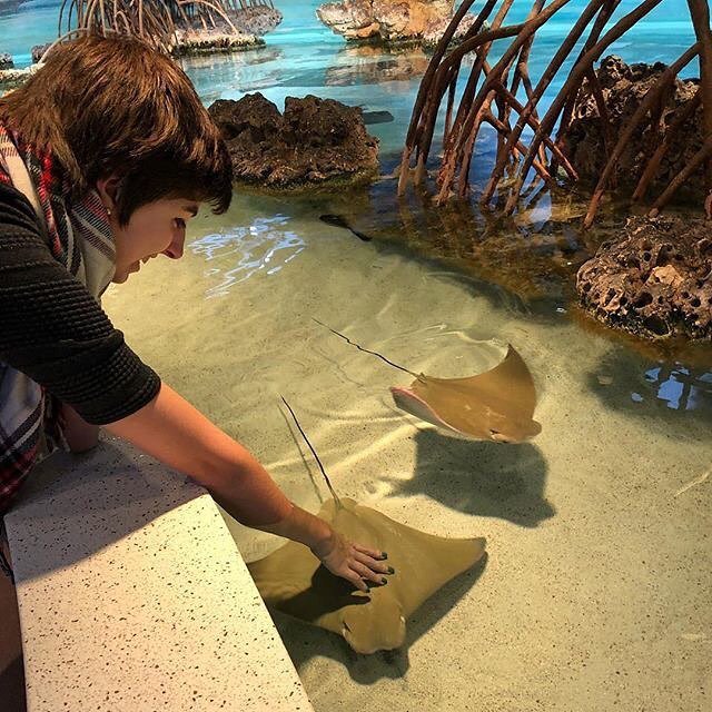 NEAQ's tweet photo. Favorite description of the feel of a smooth cownose ray's back as it glides under your fingertips: "It feels like wet mushrooms!" #VisitorPicture by 📷: @enli92 #regram #touchtank #stingray #cownoseray #rhinopterabonasus #newenglandaquarium #scienceo… https://t.co/IHJl45GUY1 https://t.co/oi2ZlOoILl