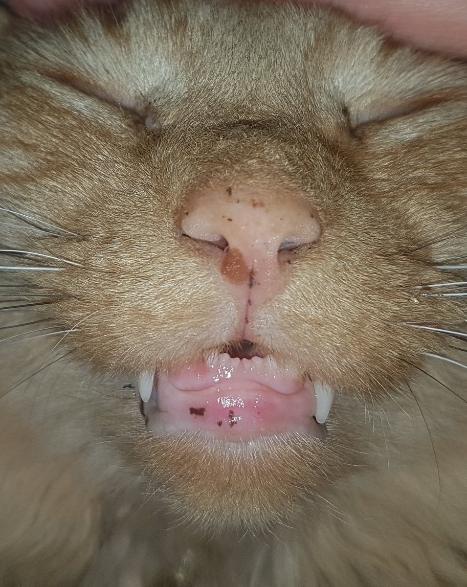 Budgy5's tweet photo. Happiness is..... Dribbling a little bit when you're getting fusses #happy #Caturday #tinyteeth #teeth #cute https://t.co/eaaqizDgGB
