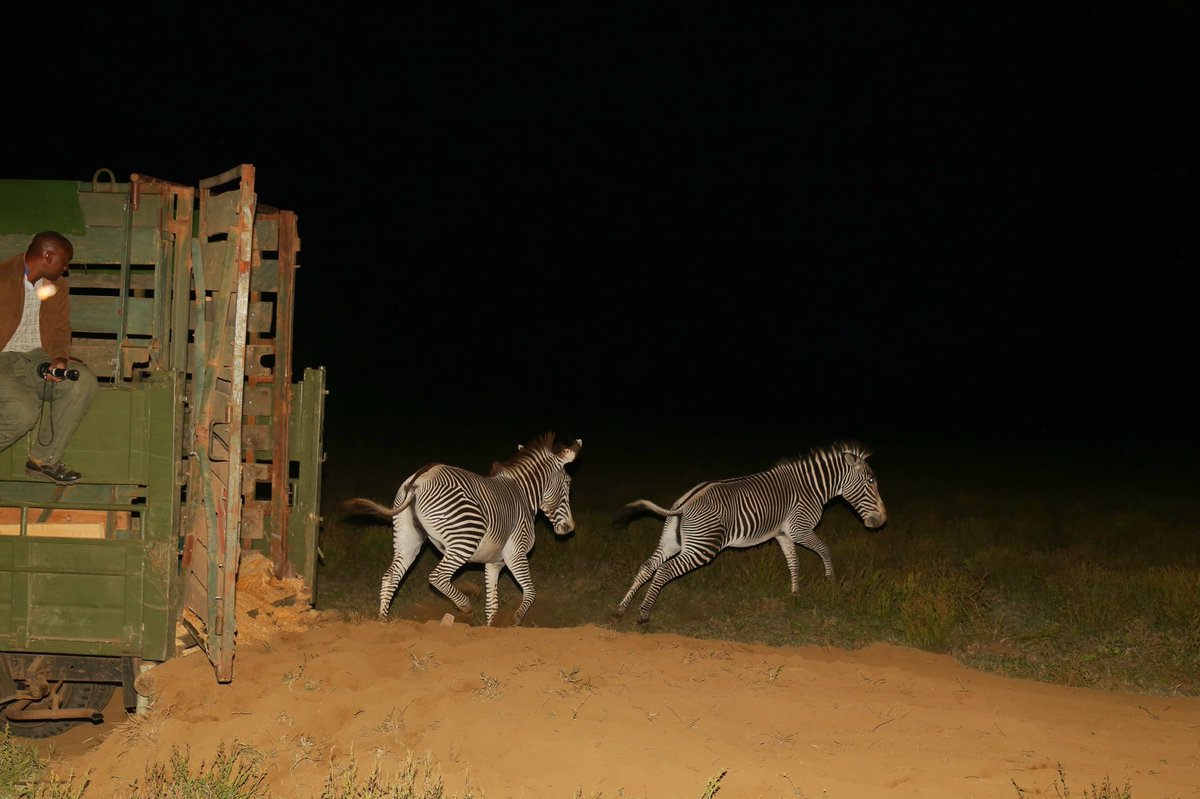 Christmas came early to <a href="/Oserengoni/">Oserengoni Wildlife</a> with the addition of two male Grevys Zebra to our breeding program! HUGE thanks to @lewa_wildlife <a href="/kwskenya/">Kenya Wildlife Service</a> <a href="/OserianDevLtd/">Oserian Dev. Ltd</a>  #oloidienengineering #dutchflowergroup #panalpinakenya making this happen!