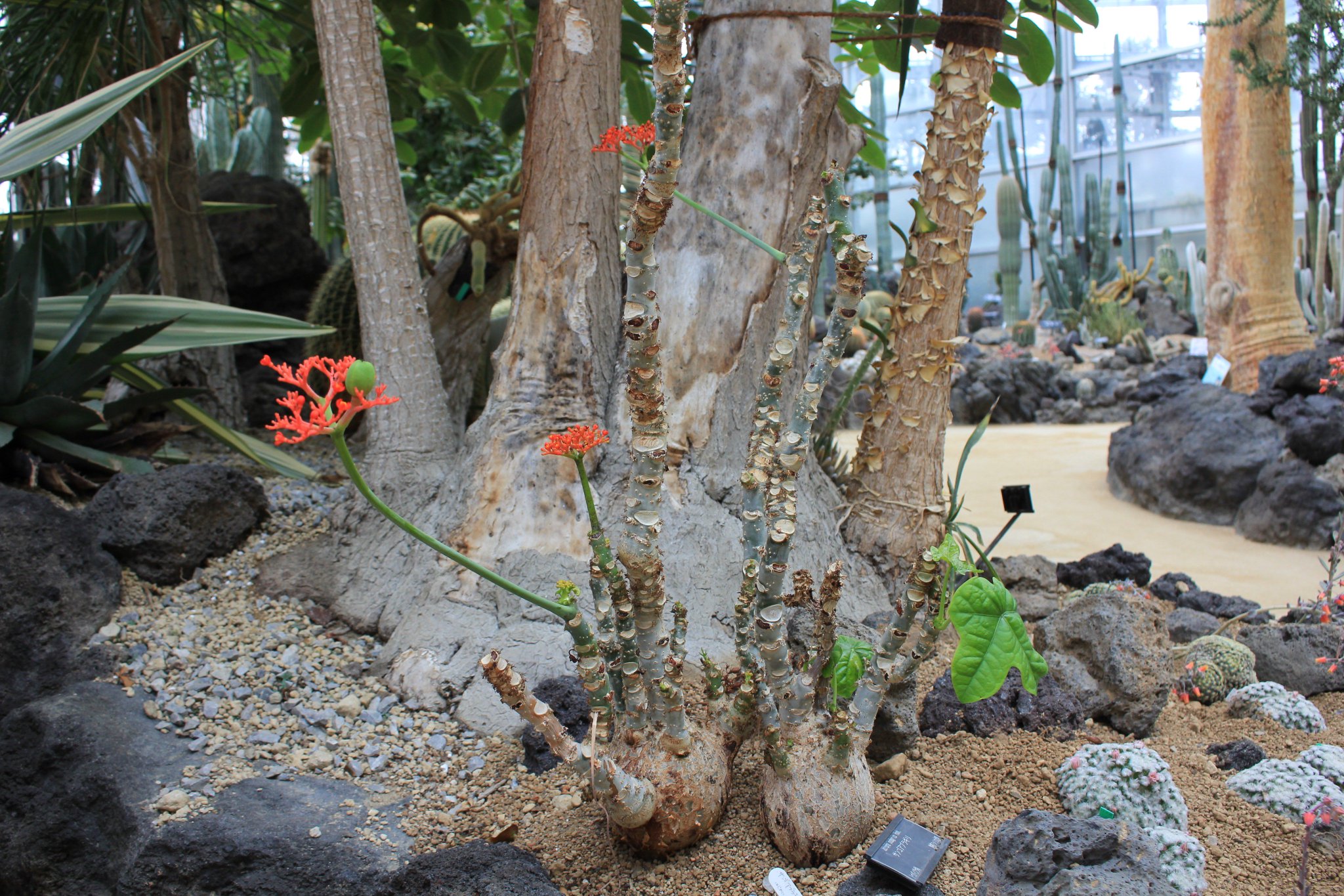 咲くやこの花館 Twitter ನಲ ಲ 乾燥地植物室にて 海の珊瑚 さんご にそっくりな サンゴ アブラギリ の小さなお花が開花中です 幹もぷくっと膨らんでいて とても愛嬌のある姿の植物ですよ 咲くやこの花館 サンゴ 植物 愛嬌 かわいい