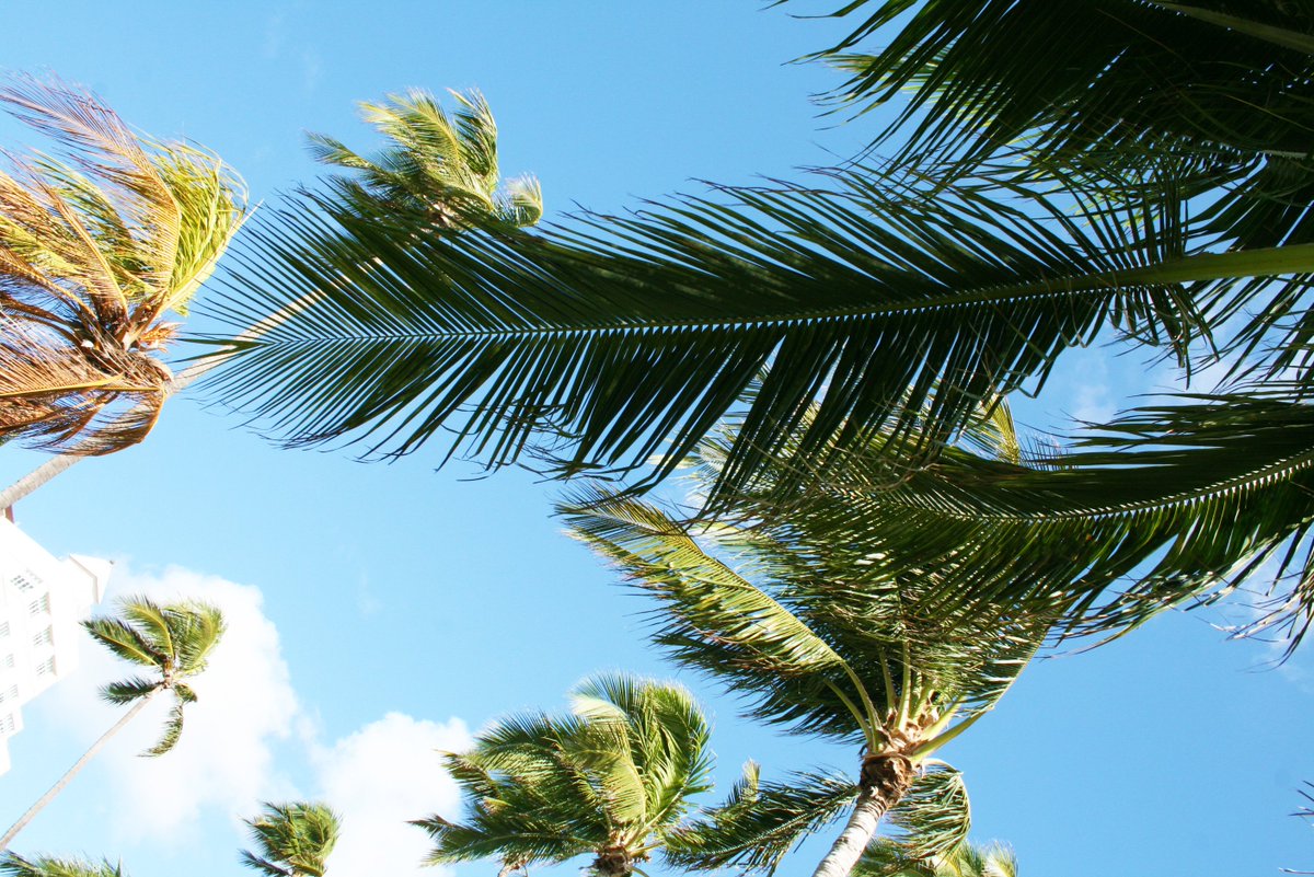 JimmyRockerPics's tweet photo. Elegant Swirlers #3 -=- Copyright © 2o17 JiMmY RocKeR PhoToGRaPhY -=- 
#palmtrees #southbeach #miami #miamibeach #jimmyrocker #jimmyrockerpics 
#jimmyrockerpalms #miamibeachflorida #trees #palms #plants #palmtree #Miami #florida #artdeco Jimmy Rocker Palms jimmy-rocker-palms https://t.co/GutlIgEyfX