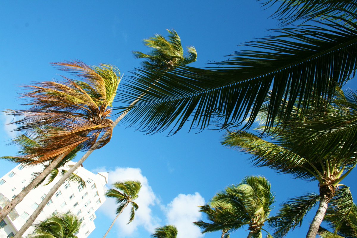 JimmyRockerPics's tweet photo. Elegant Swirlers #4 -=- Copyright © 2o17 JiMmY RocKeR PhoToGRaPhY -=- 
#palmtrees #southbeach #miami #miamibeach #jimmyrocker #jimmyrockerpics 
#jimmyrockerpalms #miamibeachflorida #trees #palms #plants #palmtree #Miami #florida #artdeco Jimmy Rocker Palms jimmy-rocker-palms https://t.co/Ls5ZT0cBRQ