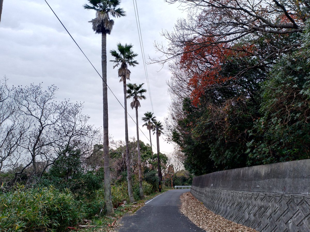kumacon's tweet photo. 小豆島来て早々、まずは香川県道248号を通ってきました~🚗
#小豆島
#r248 https://t.co/4RB9gLOjOE