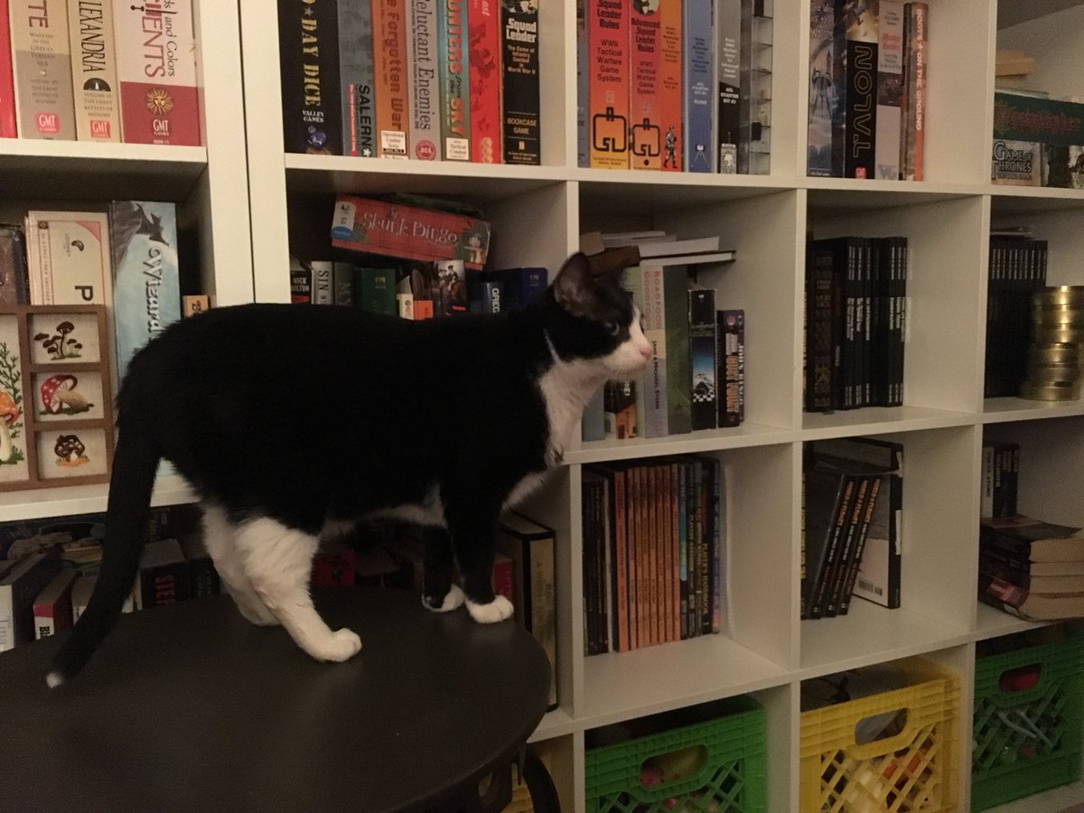 ShiroBadCat's tweet photo. So, what game do you guys wanna play? https://t.co/VAgwctrAfB