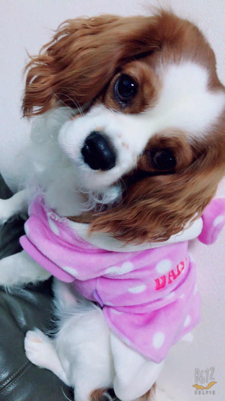 キャバリアの梅ちゃん Umenosukeee Twitter