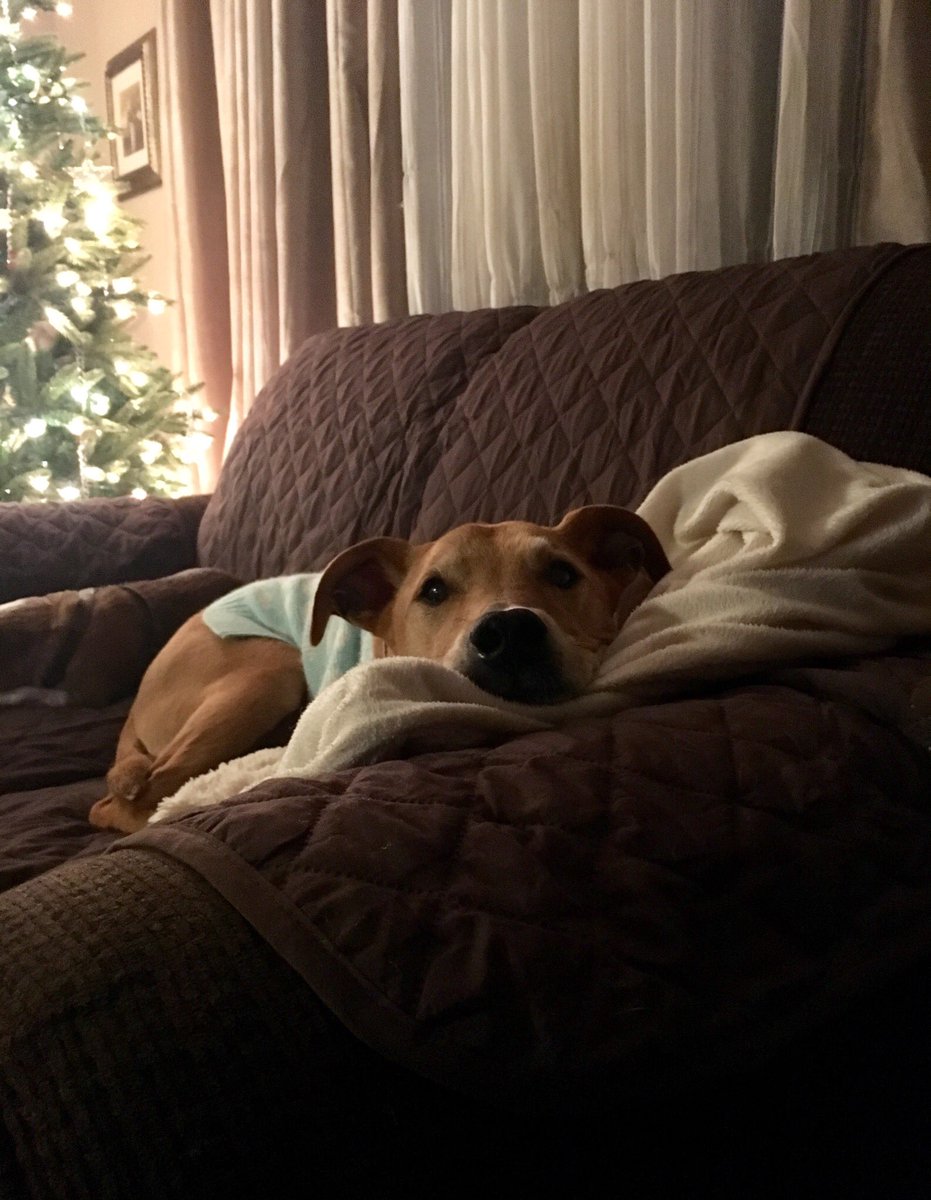 BellaBee1127's tweet photo. Watching my Human (Mom)💗 https://t.co/gxkOrQS2fi