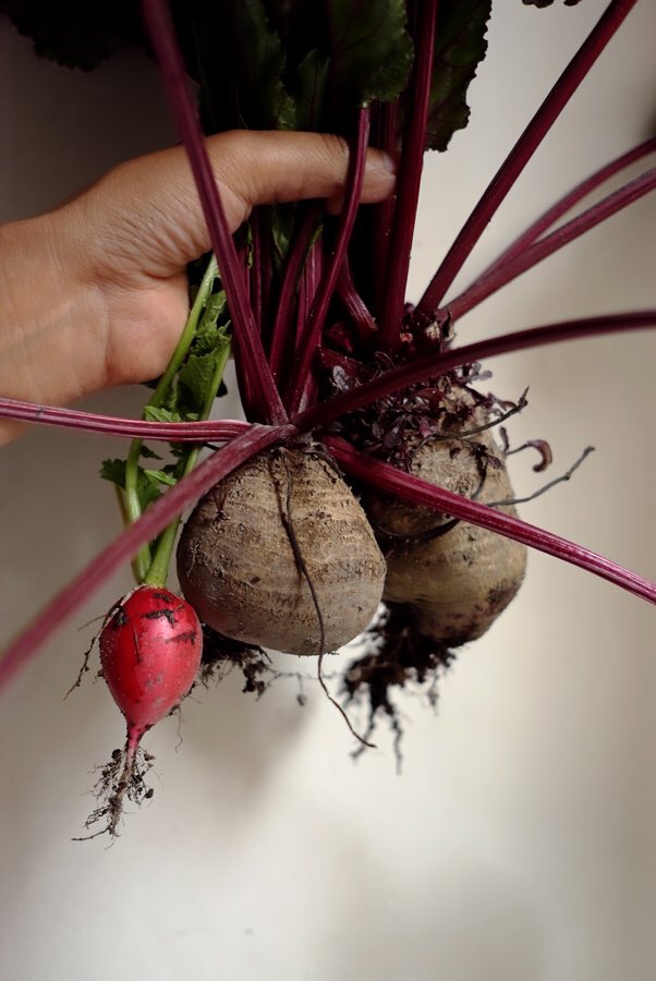 primalstudio's tweet photo. Agricultura para los tiempo que vivimos. #foodisfree #huertoprimal #primalstudio #plexante #share #cultura #AgriculturaUrbana https://t.co/JYsB04Q9cV