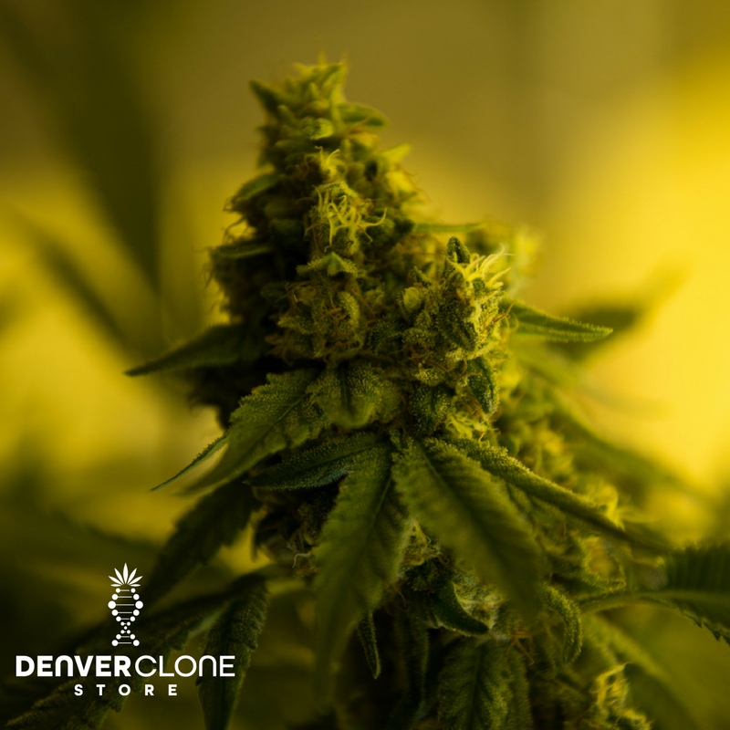 DNVRclonestore's tweet photo. Did you know Americans have more than 200 words for cannabis!? Herb. Mary Jane. Pot. Reefer. Trees. Weed. Kush. Bud. Chiba. Dank. Dope. Ganja. Grass. Chronic. Nug. Broccoli. The list goes on and on! How many do you know? https://t.co/lYidiSFfe4 https://t.co/fUpqKjZlz0