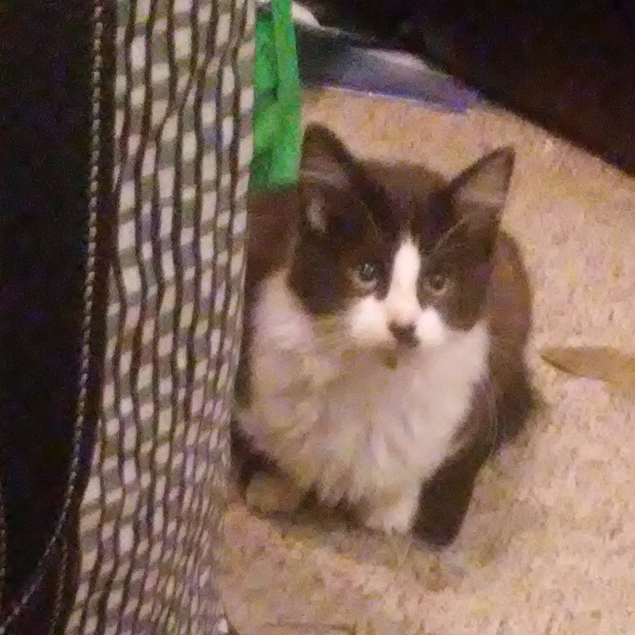 GloryFink's tweet photo. Little Frued-lein needs a #ForeverHome. She's currently working on a Master's in Marriage and Family Counseling. She went thru a tiki torch phase but she's come to recognize the equality of all cats and dogs #AdoptThisCat https://t.co/KkeHfwwbSN
