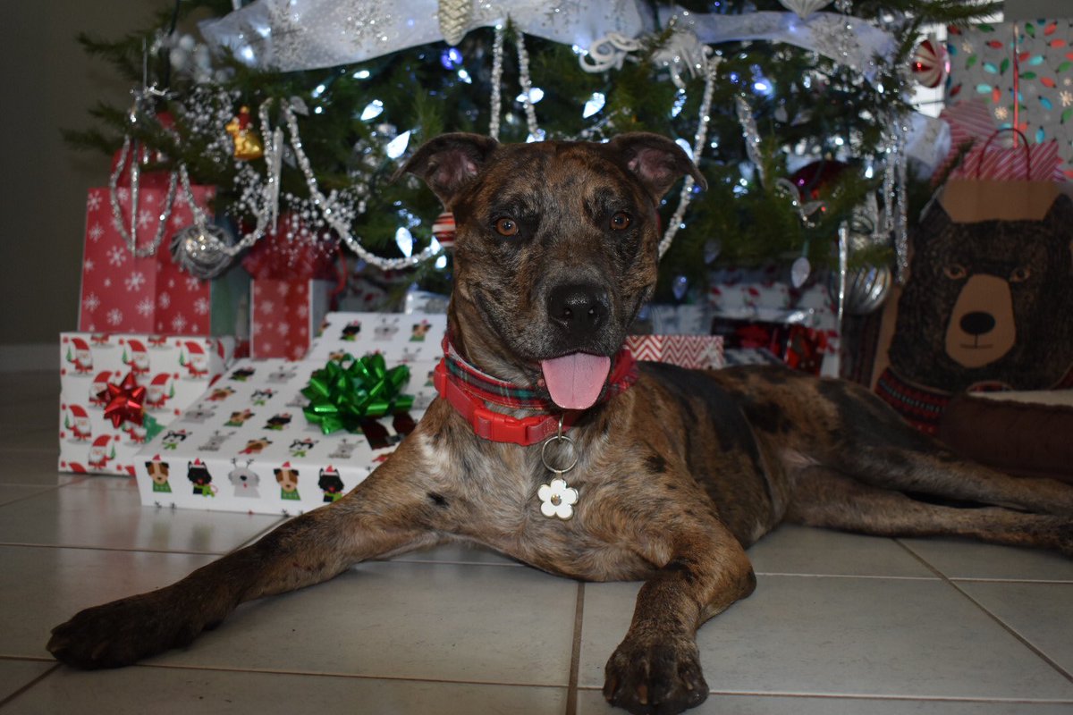 carlyrosaaaa's tweet photo. Pups so Christmas🎄 https://t.co/KIR8mQCN7p
