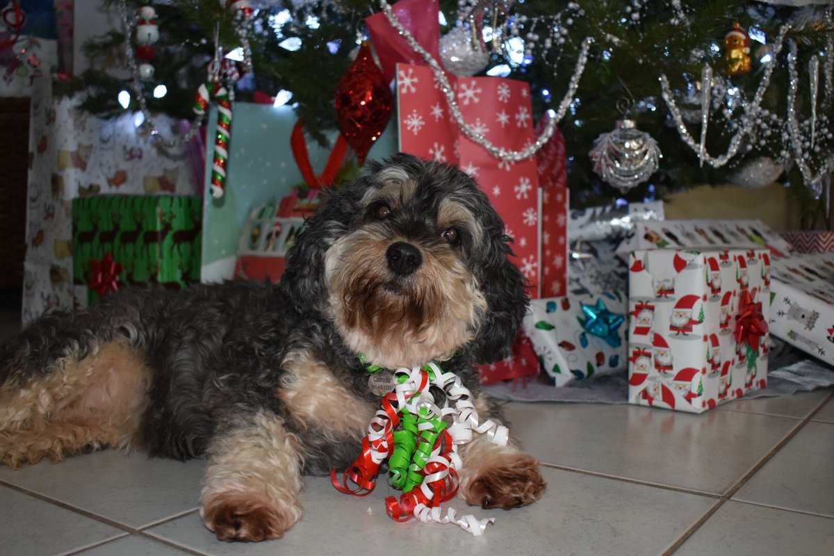 carlyrosaaaa's tweet photo. Pups so Christmas🎄 https://t.co/KIR8mQCN7p