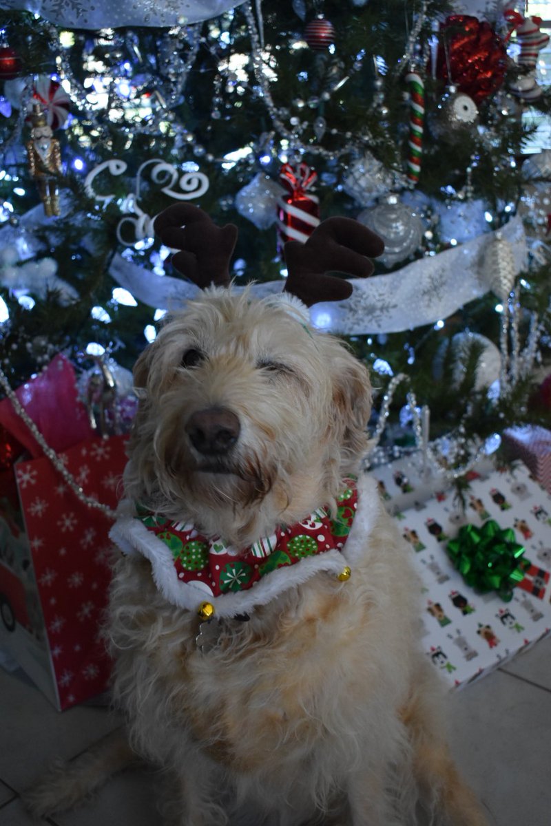 carlyrosaaaa's tweet photo. Pups so Christmas🎄 https://t.co/KIR8mQCN7p