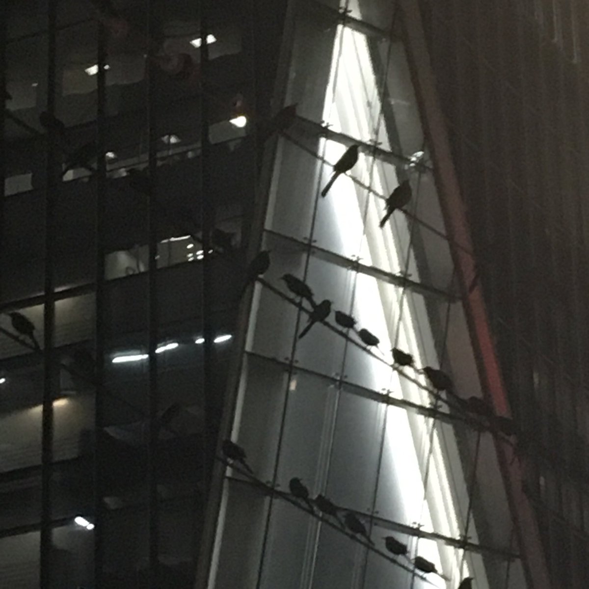 cmoney_htx's tweet photo. A flock of #Grackles stop to enjoy @PickardChilton’s #609Main. #Houston #TheBirdIsTheWord https://t.co/G4dko0iUve