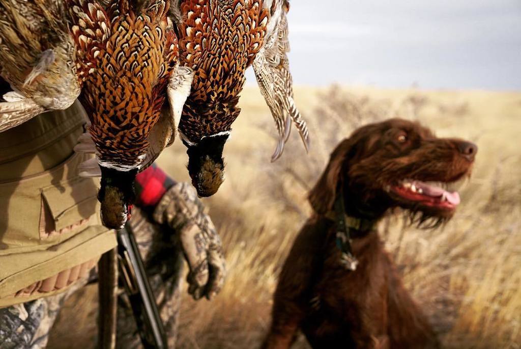 epetersenphoto's tweet photo. All smiles in pheasantville today.
.
.
.
#montana #pheasant #pheasanthunting #rooster #pudelpointer #pointingdogs #upland #uplandtradition #hunt #birddog #hunting #getoutside #birddogoftheday #getout #pudelpointersofinstagram #gusthepudelpointer #publicl… https://t.co/xPJRwVAjed https://t.co/26gEucDPwh