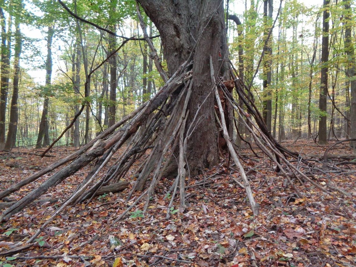 ProjectGoAndSee's tweet image. Interesting find by Jennifer Jung! #projectgoandsee #bigfoot #sasquatch